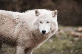 Wild Wolf