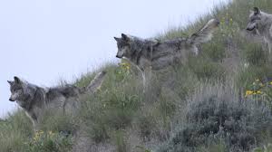 Wild Wolf
